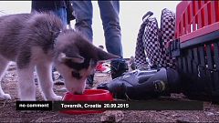 A szíriai menekült fiú a kutyáját is magával hozta