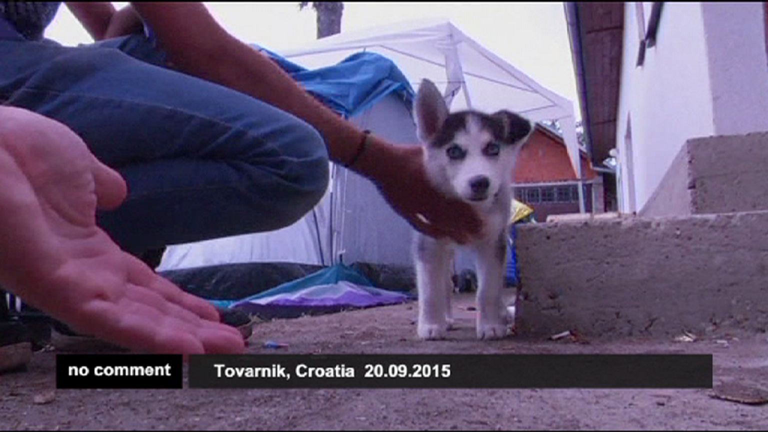 A kölyökkutya, akit nem tudott Szíriában hagyni gazdája