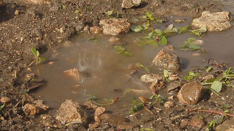 Do you know: how does soil clean water?