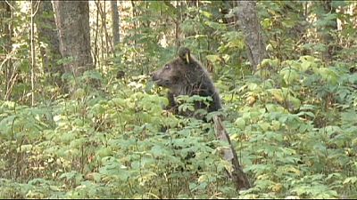 Russland: Verwaiste Bärenjungen wieder ausgewildert