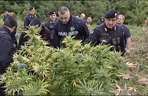 الشرطة الإيطالية تقتلع "غابة" من الماريجوانا