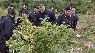 Une plantation de marijuana arrachée par la police en Italie