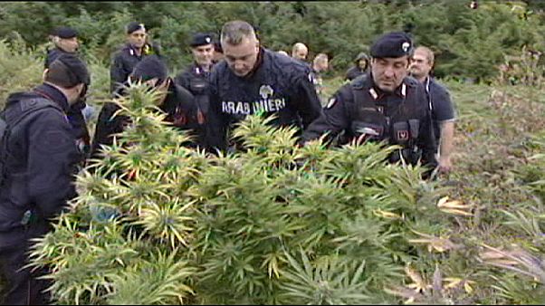 La policía desmantela la "jungla de marihuana" de Bolonia La policía desmantela la "jungla de marihuana" de Bolonia