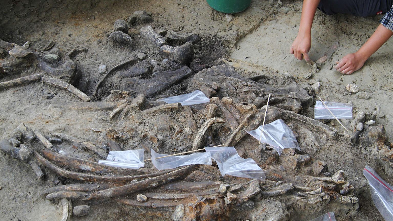 Image: An archaeologist works at the site of an archaeological dig where a 