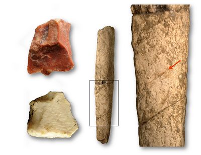 Two cut flakes and a rib of rhinoceros at the site of the dig at Kalinga.