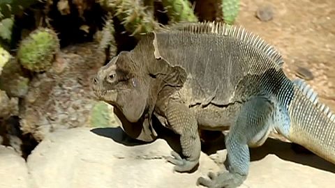 Los primeros pasos de una iguana en el zoo de San Diego
