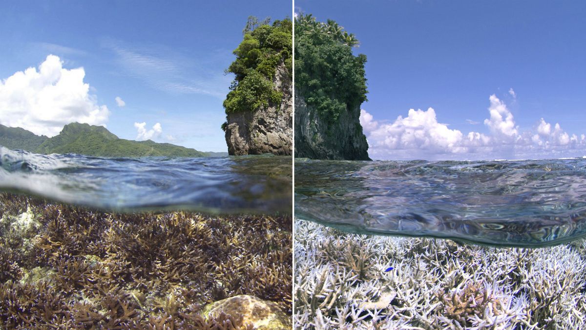 World's corals being 'bleached by global warming'