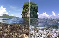 Coralli, lo sbiancamento si diffonde dalle isole Marianne alle Hawaii