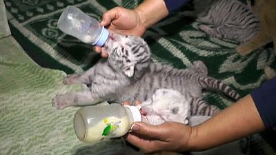 Cuccioli di rare tigri del Bengala nati in Crimea
