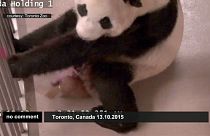 Il video della nascita dei panda