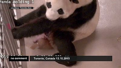 Két óriáspanda bocs született Torontóban