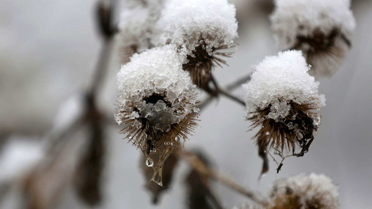 Staunen über den ersten Schnee