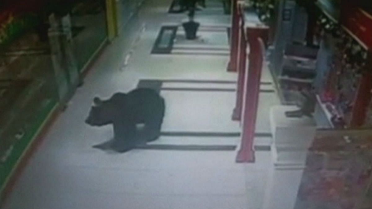 Un ours abattu dans une école en Russie