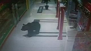 Abaten a un oso en un colegio ruso después de pasearse por un centro comercial