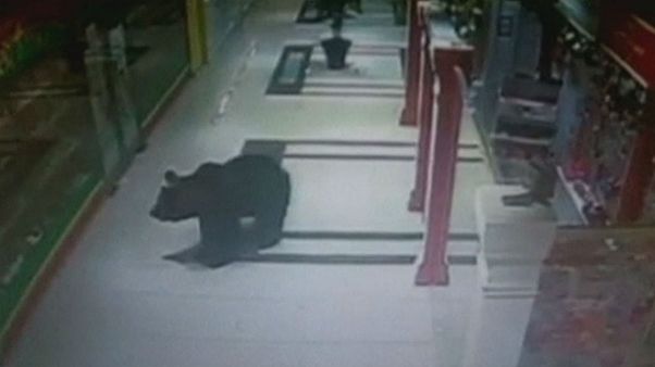 Russia: polemiche per abbattimento orso bruno Russia: polemiche per abbattimento orso bruno