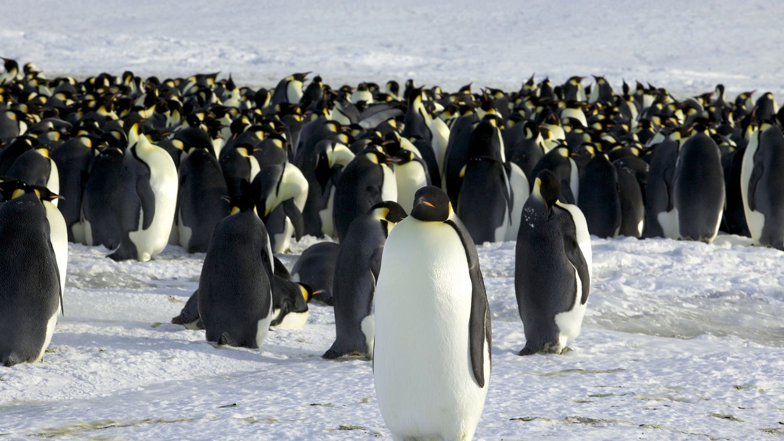 Image: Emperor penguins
