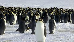 Image: Emperor penguins