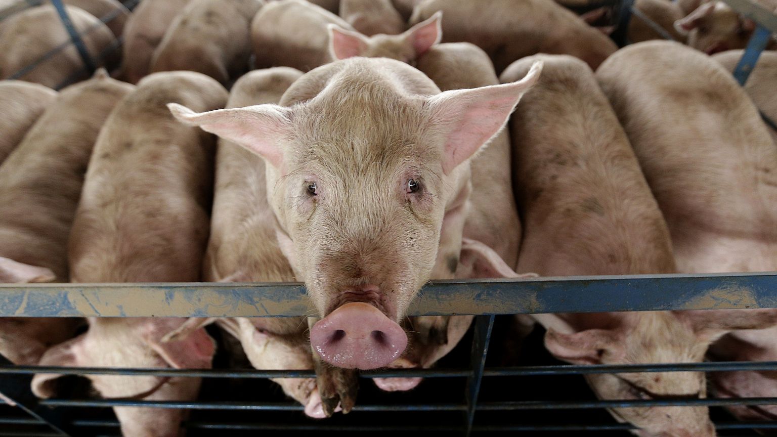 Image: Hogs