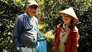 Keeping alive Okinawa’s  tasty secrets of longevity