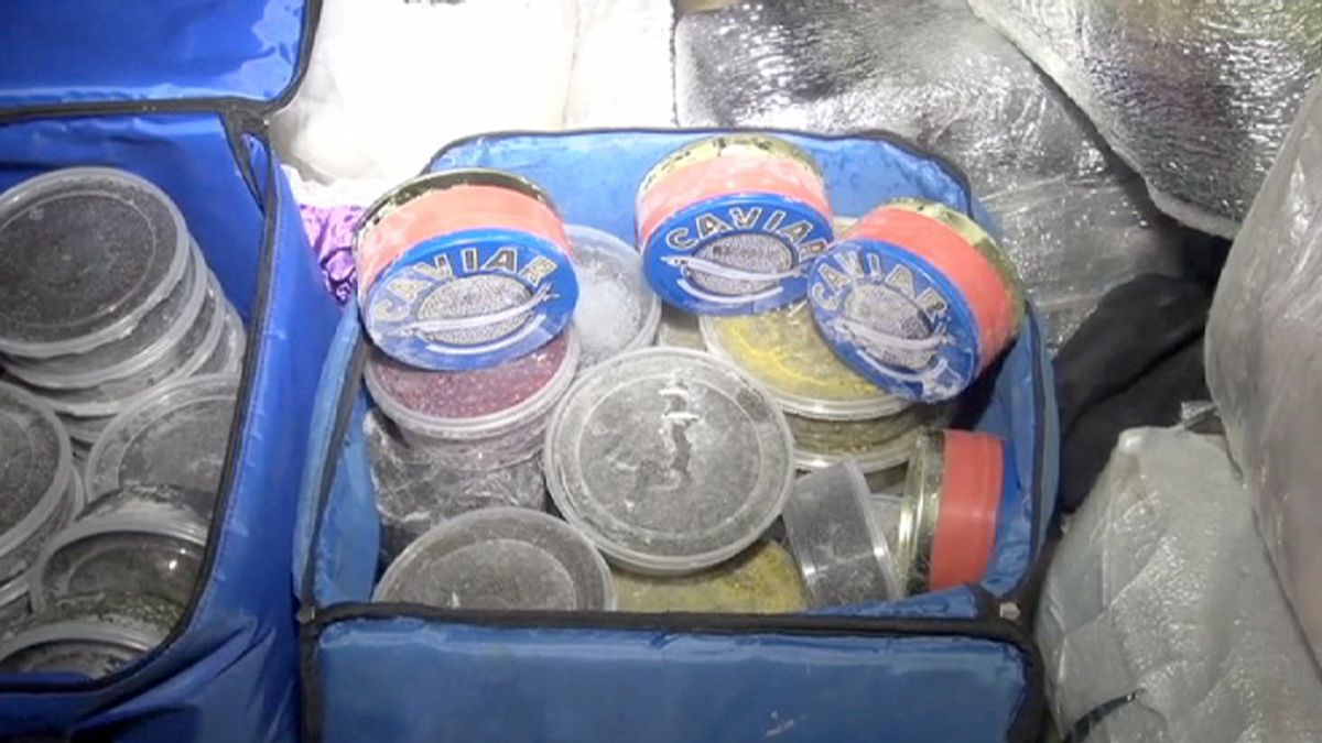 Rússia: Meia tonelada de caviar dissimulada num caixão
