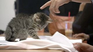 США: услуга "котята напрокат" поможет бездомным животным