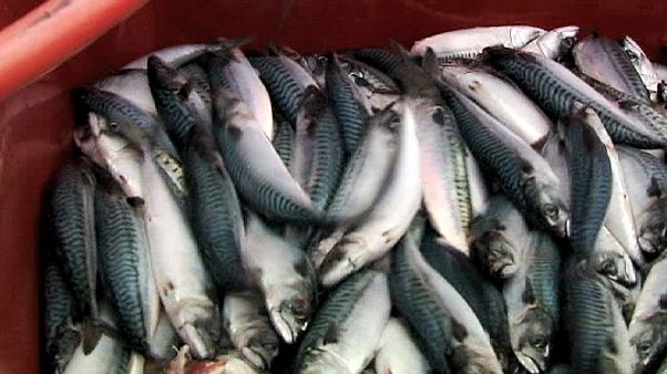 Un poisson peut en cacher un autre Un poisson peut en cacher un autre