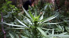 México legaliza la marihuana con fines recreativos