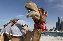 Safe, but a turn-off for camels: fun facts on air travel