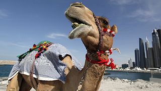 Safe, but a turn-off for camels: fun facts on air travel