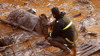 Coulée de boue au Brésil : A la recherche d'éventuels (et improbables) survivants