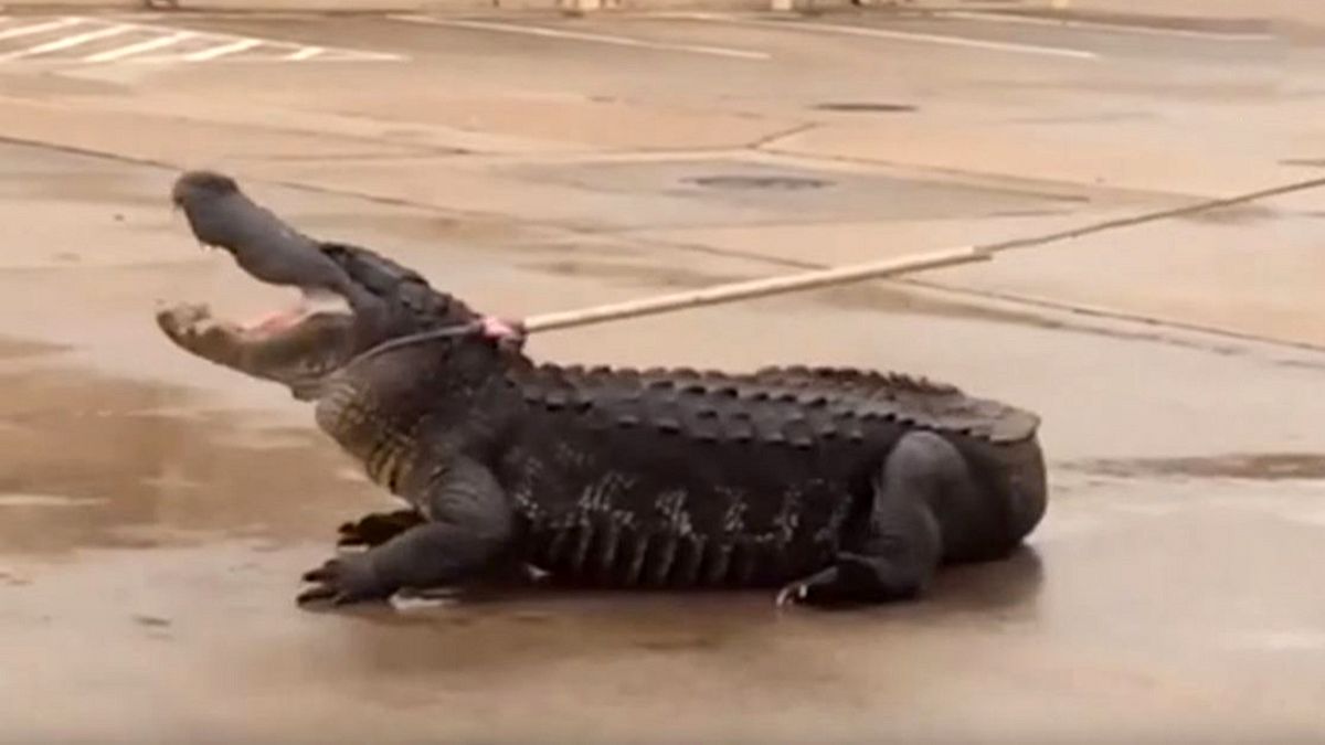 Muzzled: 'Godzilla' the monster alligator is snared on shopping trip