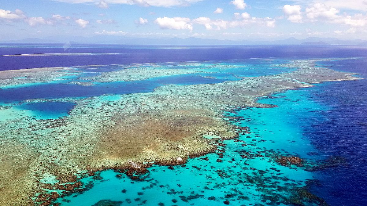 Image: The Great Barrier Reef experiences a catastrophic die-off following 