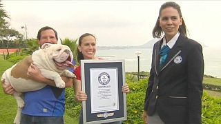 رکوردشکنی سگ بولداگ در اسکیت سواری ویژه