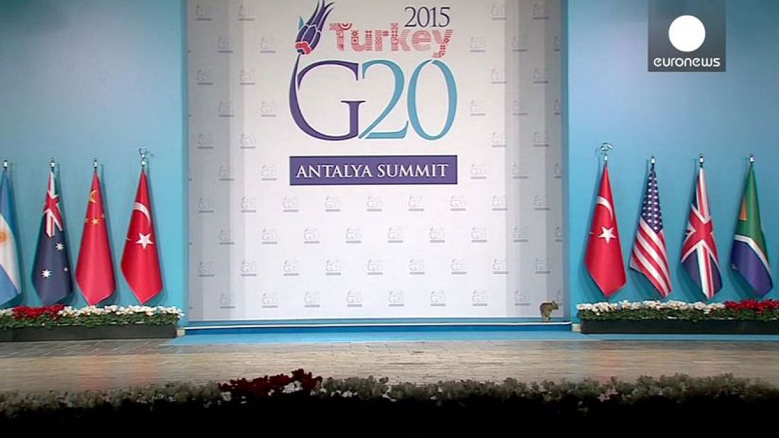 What if the G20 was run by cats?