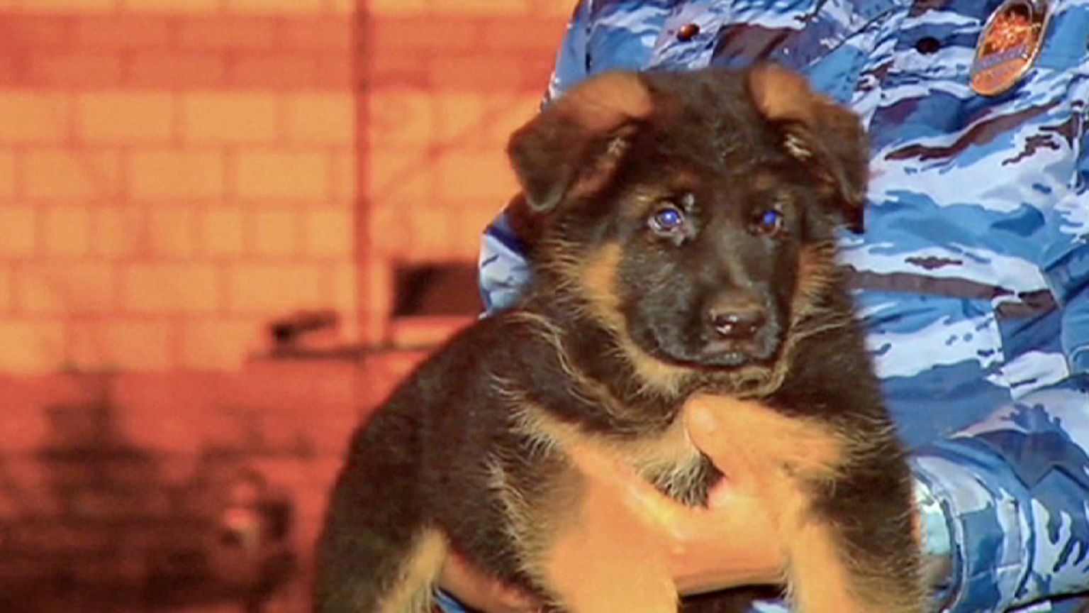 Polizeihund Diesel wird ersetzt: Russischer Welpe soll künftig Terroristen jagen