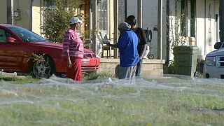 US: Giant spider web sets Memphis residents on edge