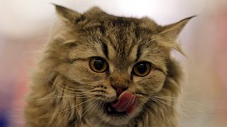 Belgians turn to cats after call for Twitter terror blackout