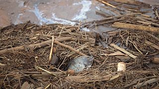 The death of Rio Doce, the "sweet river", under a tide of toxic mud