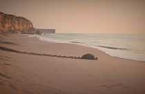 عمان؛ پناهگاه لاک پشتهای در حال انقراض