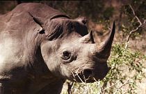 Le rhinocéros à nouveau menacé en Afrique du Sud