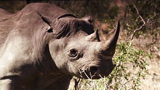 Le rhinocéros à nouveau menacé en Afrique du Sud