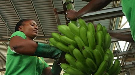Focus: Bananas - Angola's 'green gold'
