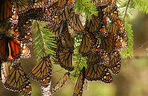 کوچ زمستانی پروانه های شهریار به مناطق مرکزی مکزیک