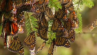 Monarch butterflies make annual migration to Mexico