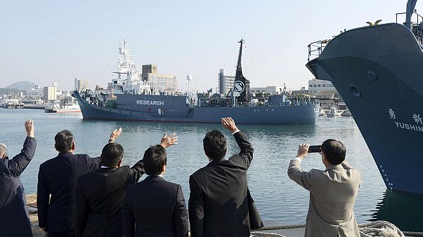 Újraindította bálnavadász programját Japán Újraindította bálnavadász programját Japán