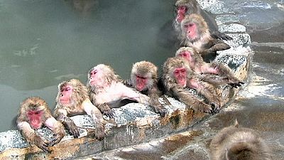 Japon: quand les singes vont au bain