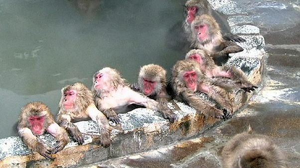 Japon: quand les singes vont au bain Japon: quand les singes vont au bain