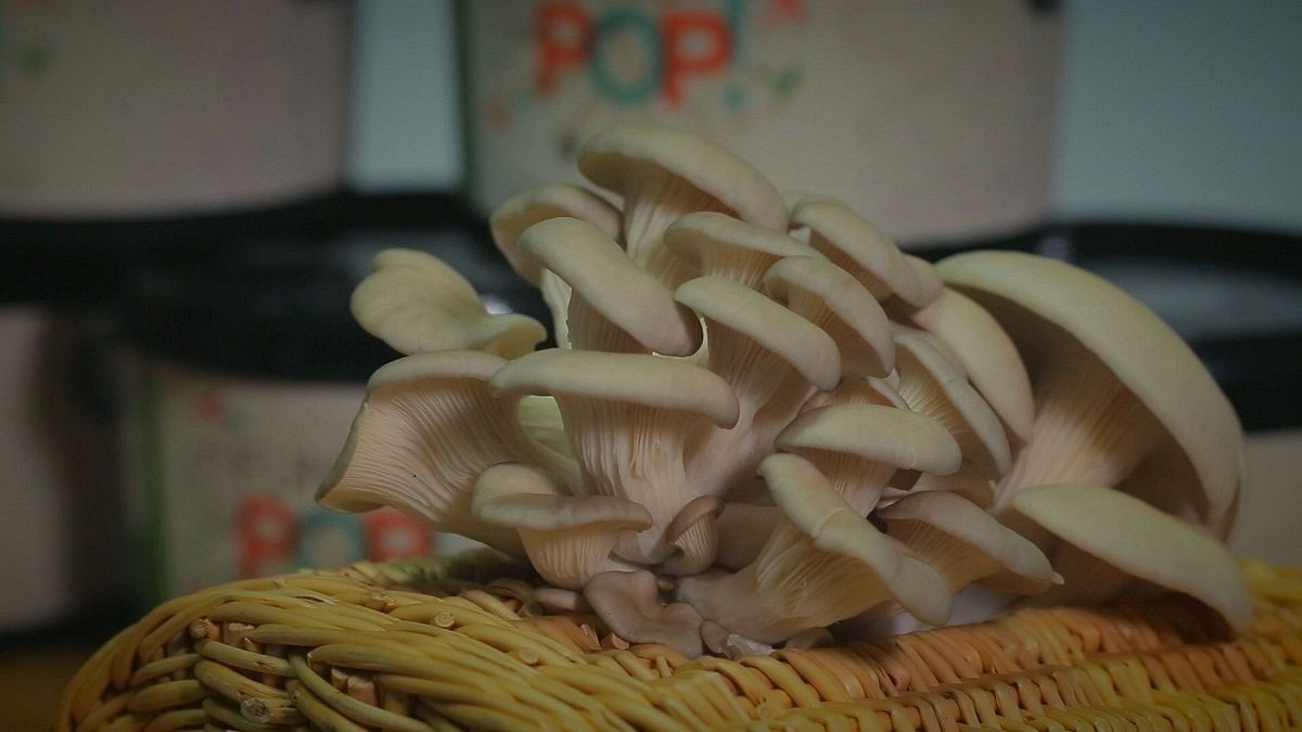 I funghi si coltivano in casa. Coi fondi del caffè