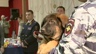 Russia gives France a puppy to replace police dog killed in Paris attacks