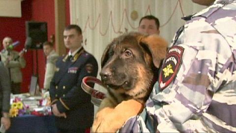 Rusia entrega a Francia un cachorro para reemplazar al perro muerto en los ataques de París